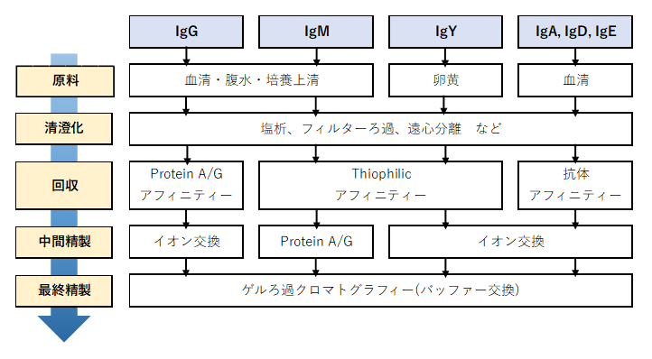 抗体精製のスキーム